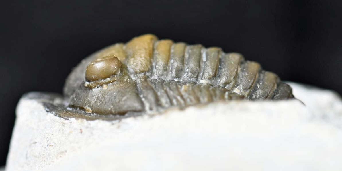 Diademaproetus praecursor