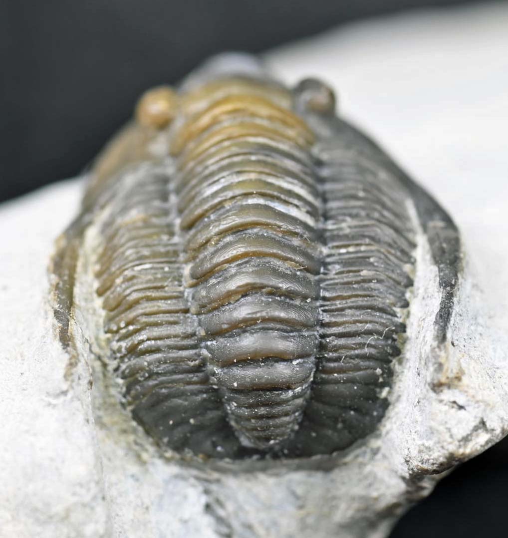 Diademaproetus praecursor