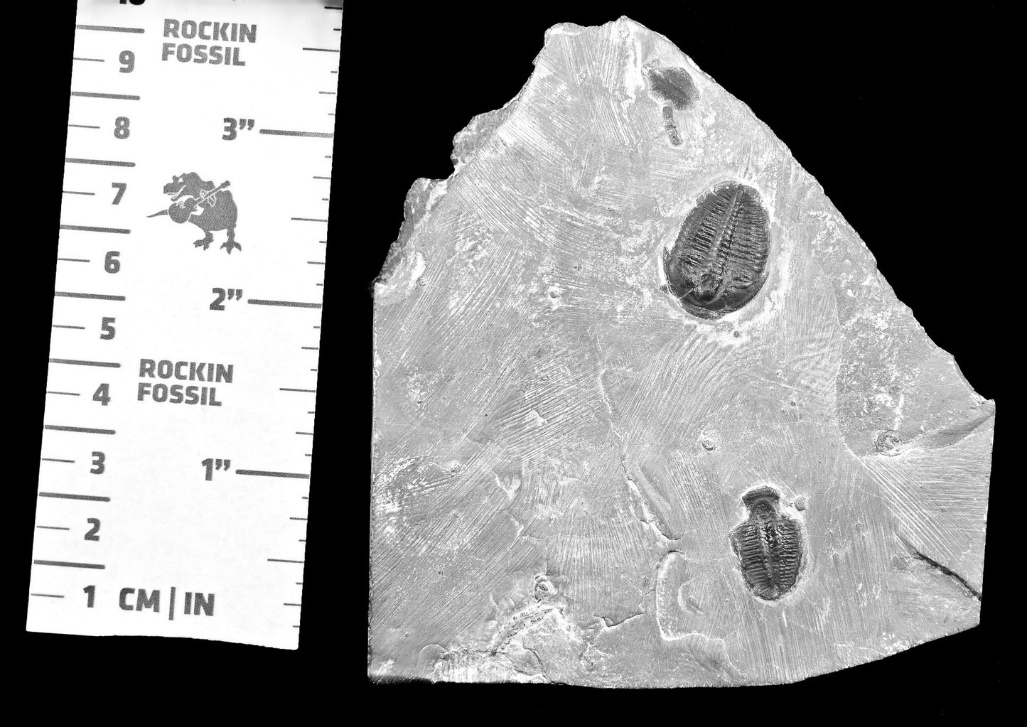 Elrathia kingii plate