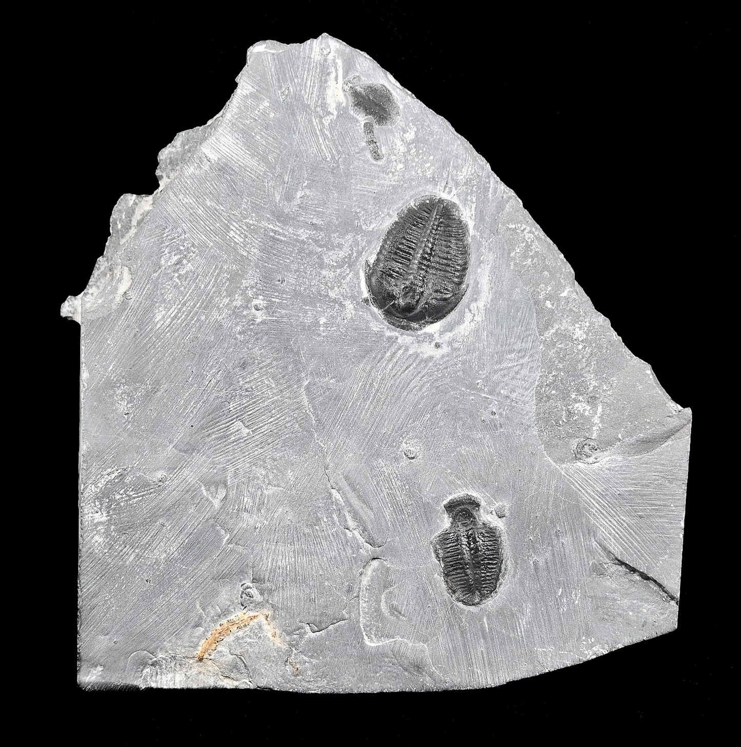 Elrathia kingii plate