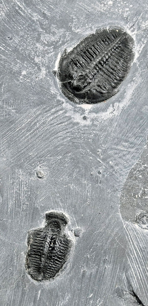 Elrathia kingii plate