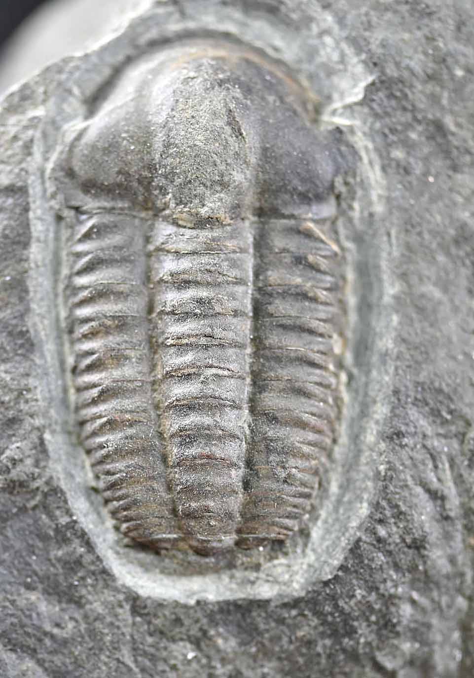 Ellipsocephalus hoffi