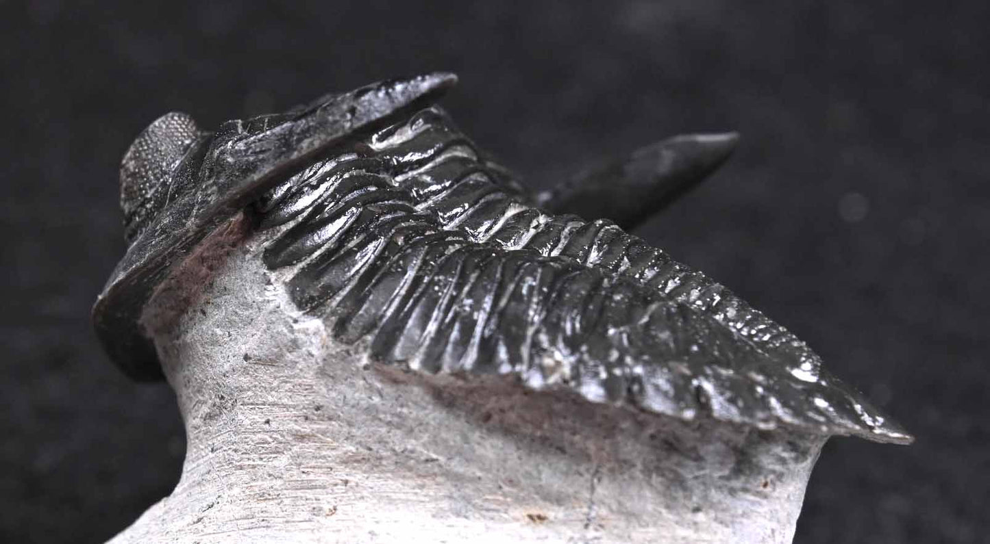 'Flying'Hollardops mesocristatus #2