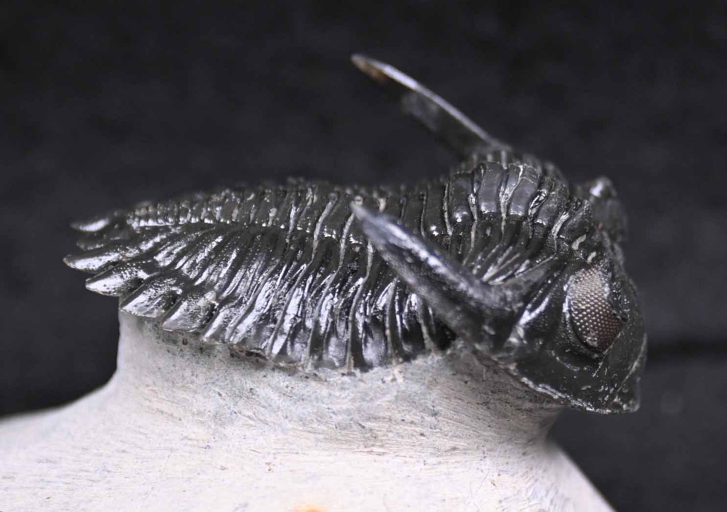'Flying'Hollardops mesocristatus #2