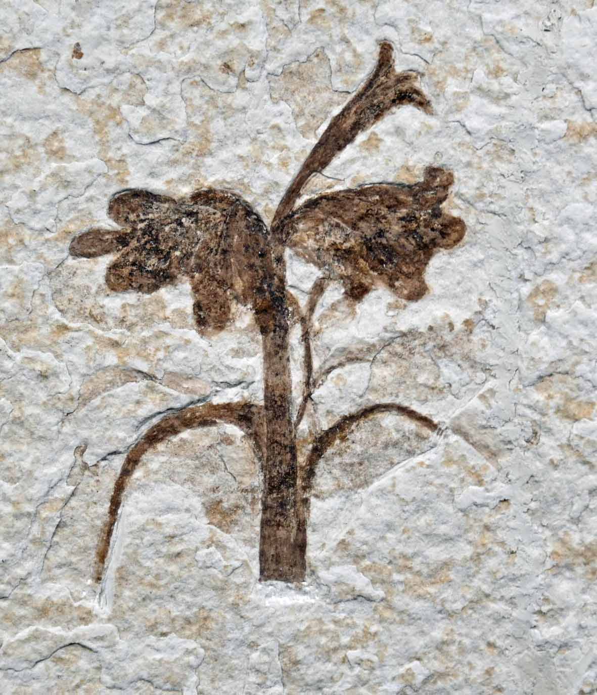 Eocene Flower