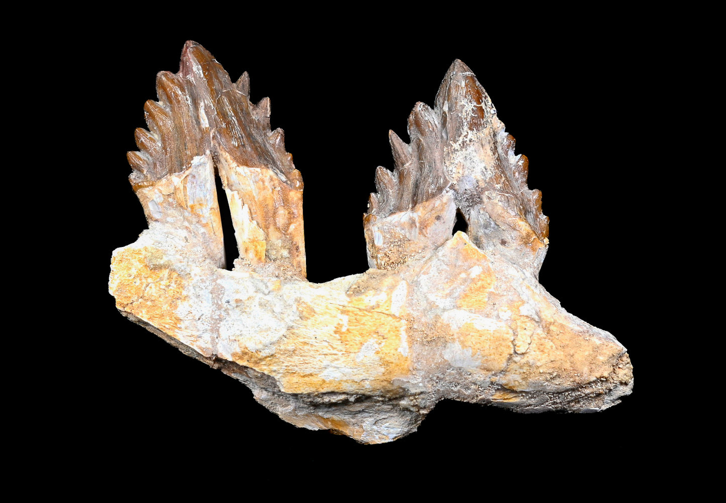 Basilosaurus isis Molar teeth and jaw