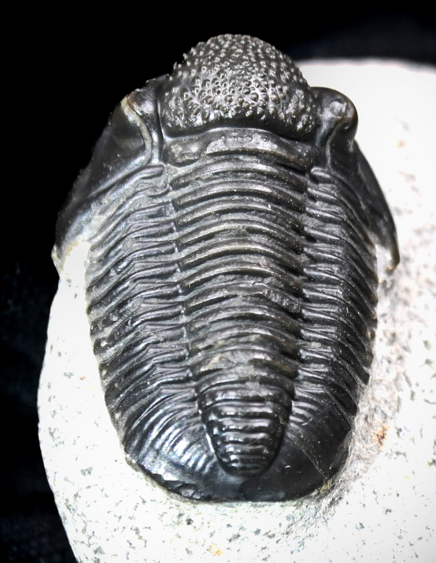 Gerastos granulosus
