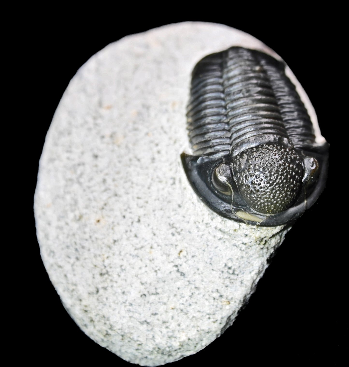 Gerastos granulosus