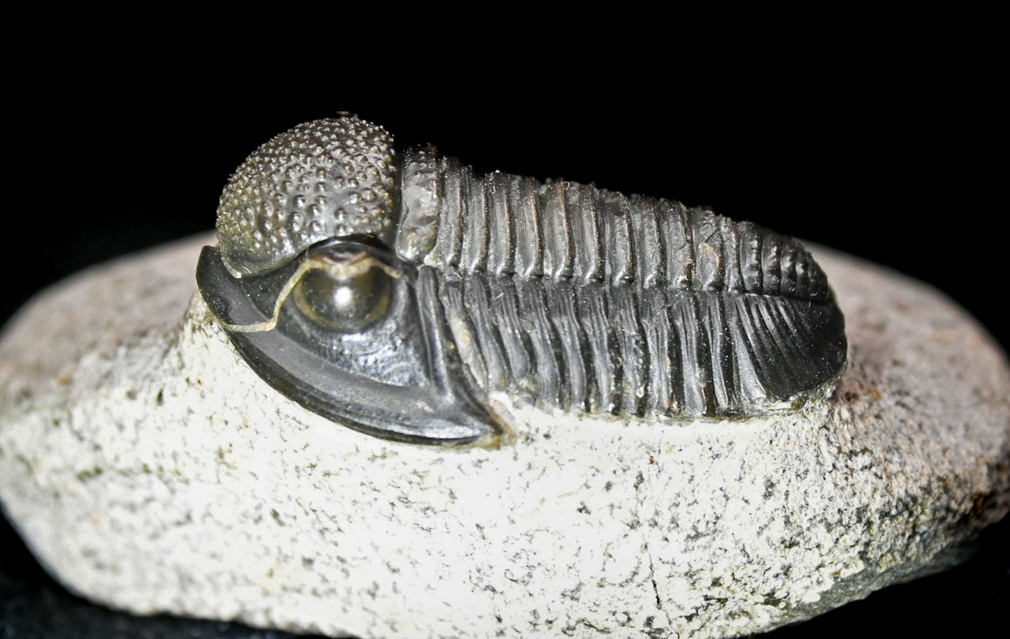 Gerastos granulosus