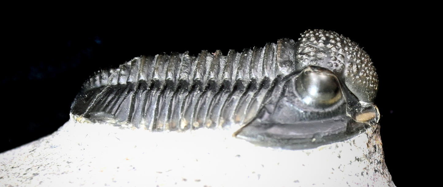 Gerastos granulosus