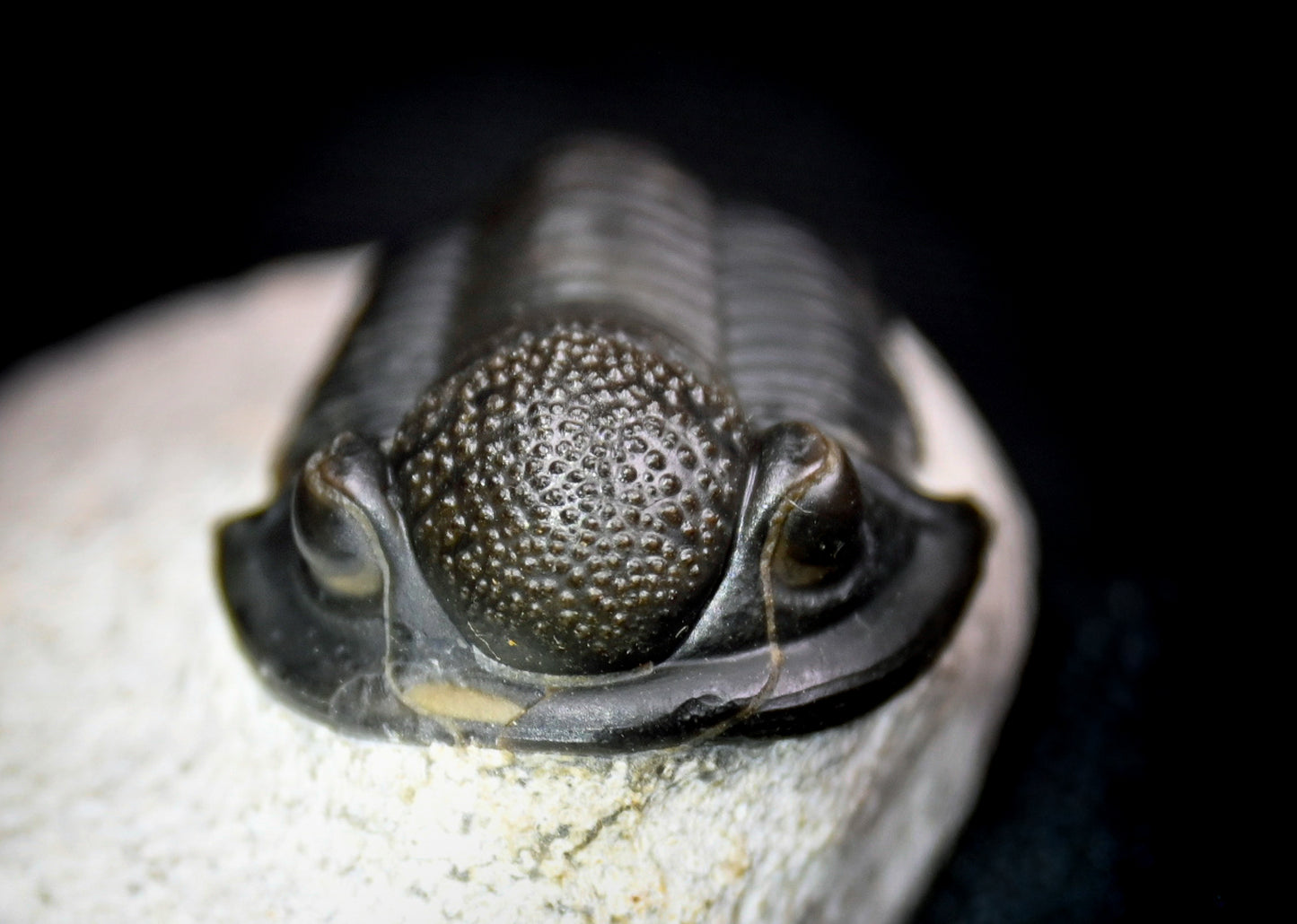 Gerastos granulosus
