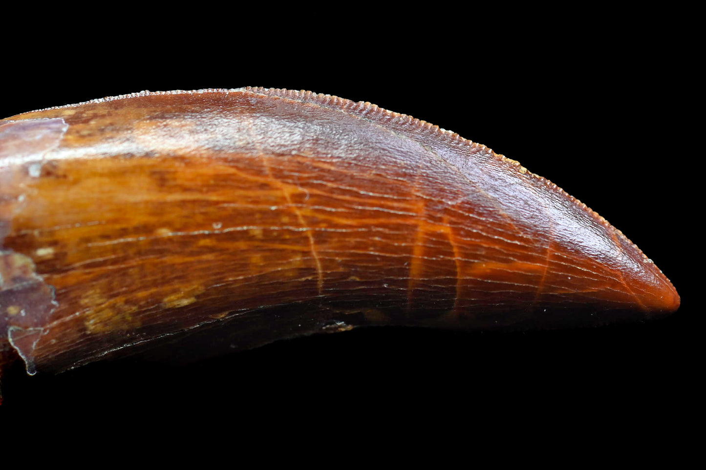 Carcharodontosaurus 2.0 inches