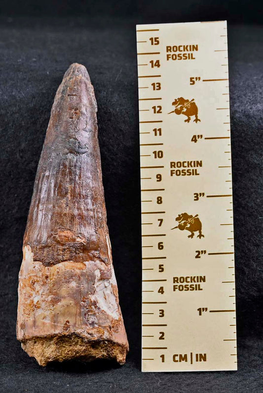 Large Spinosaurus tooth, 5.33 inches