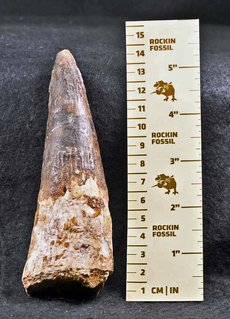 Large Spinosaurus tooth, 5.33 inches