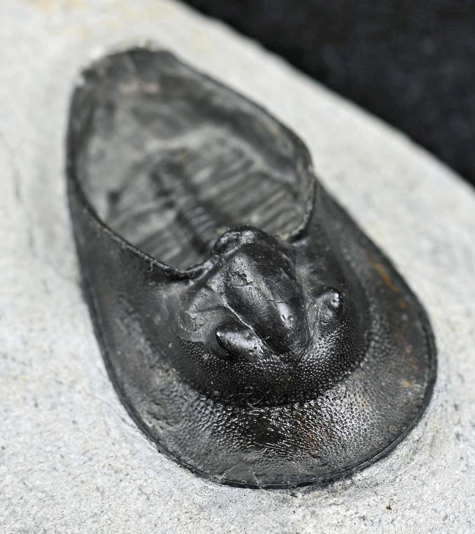 Harpes perriradiatus
