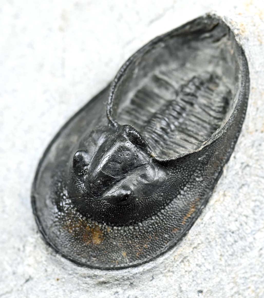 Harpes perriradiatus
