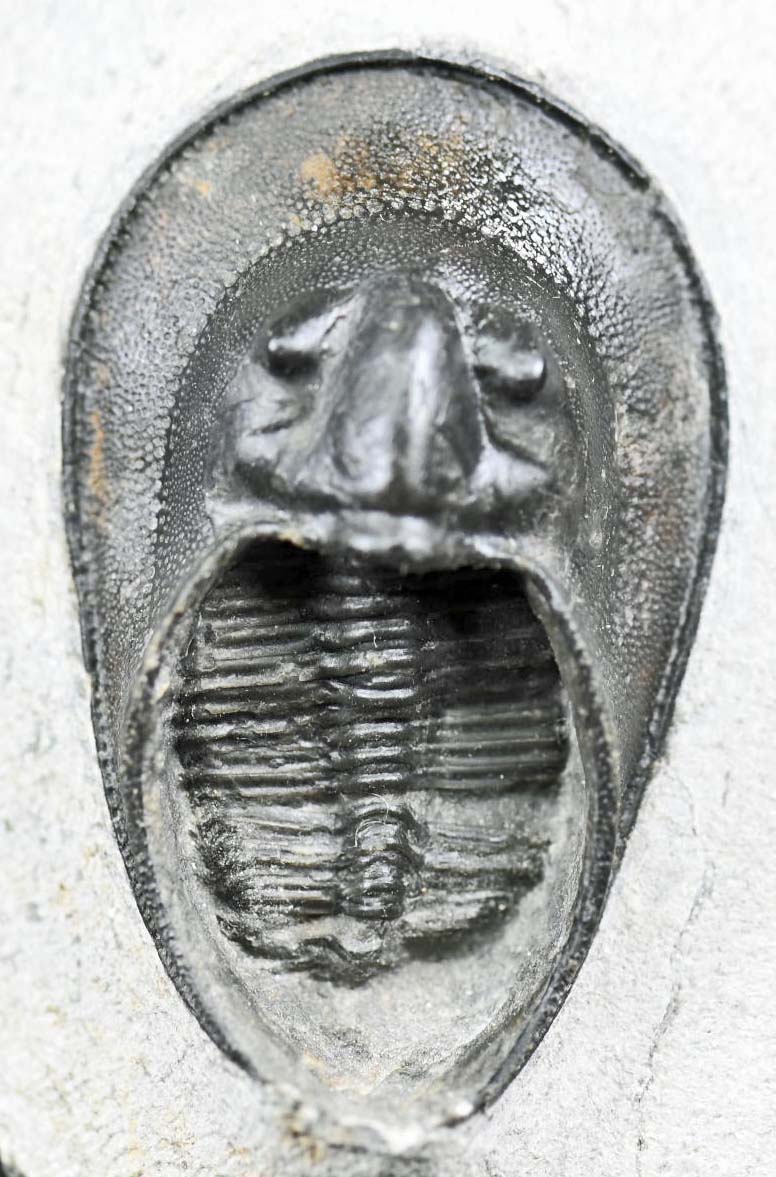 Harpes perriradiatus