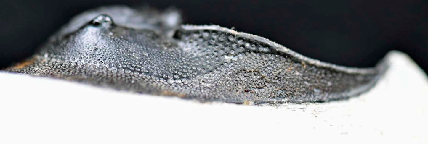 Harpes perriradiatus