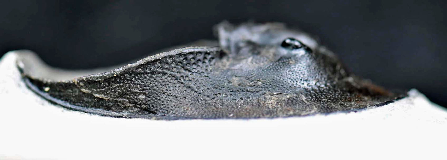 Harpes perriradiatus