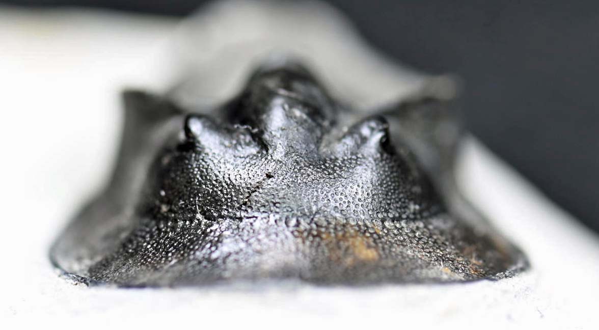 Harpes perriradiatus