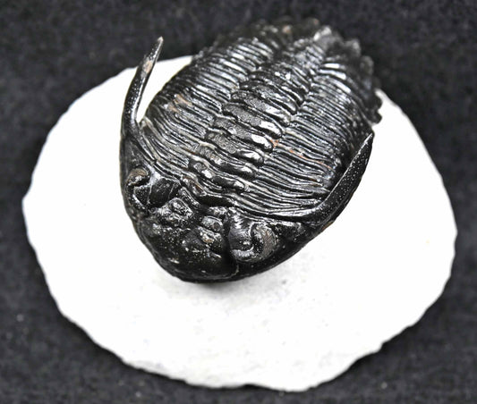 'Flying'Hollardops mesocristatus