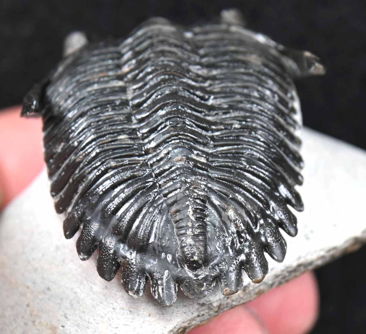 'Flying'Hollardops mesocristatus