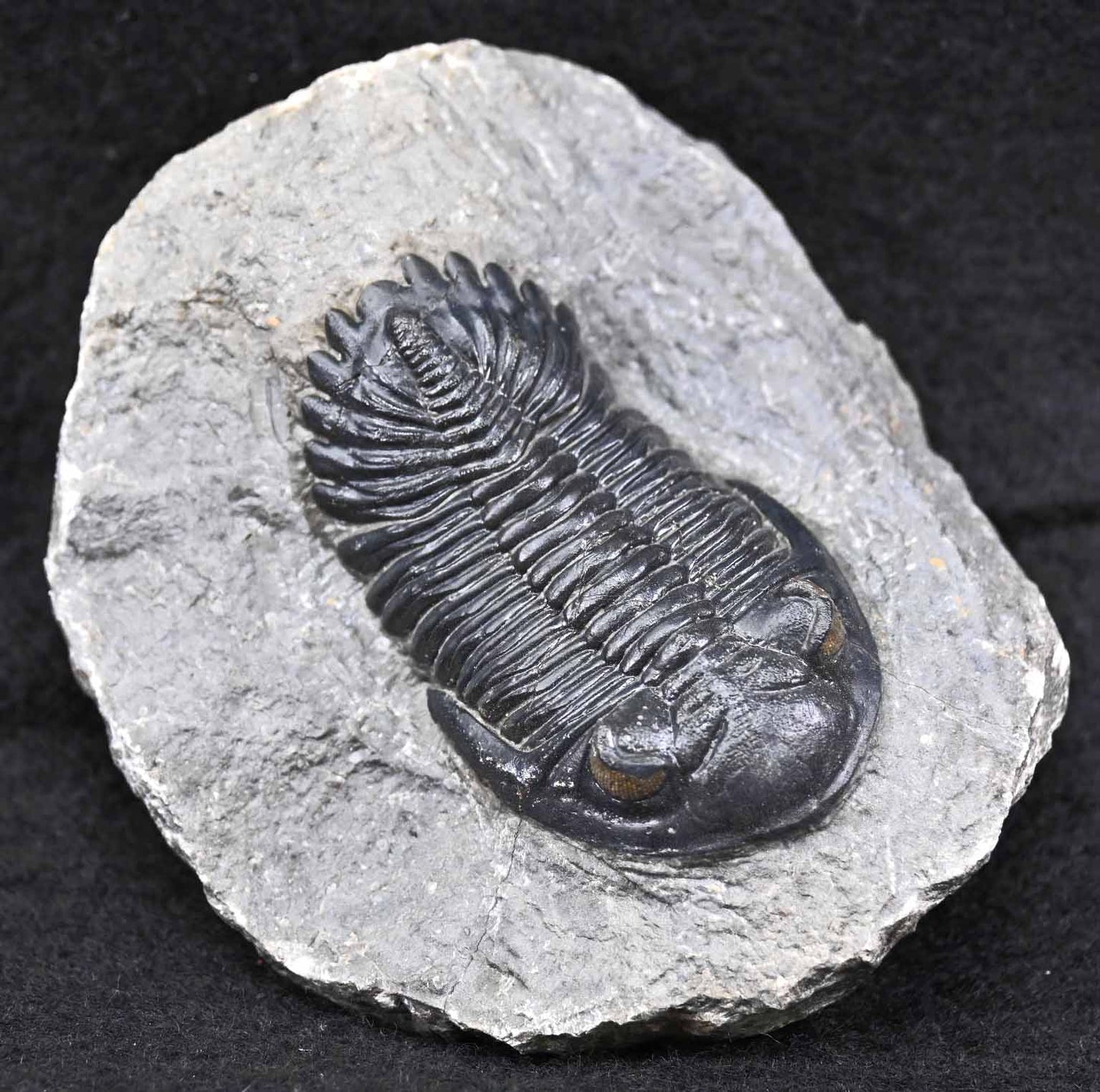 Hollardops mesocristatus