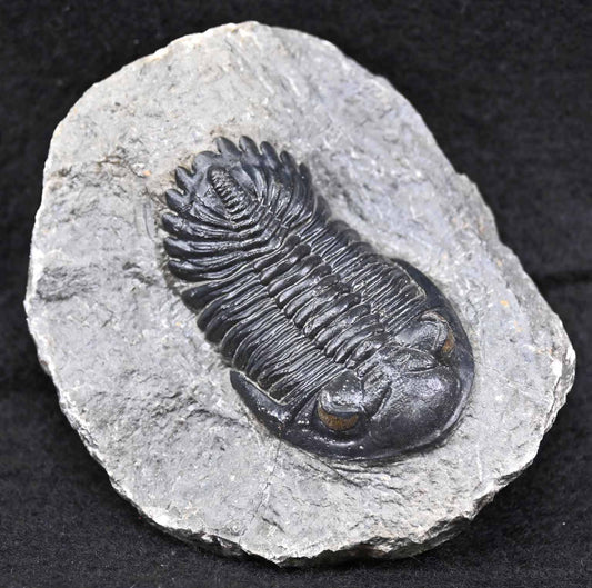 Hollardops mesocristatus