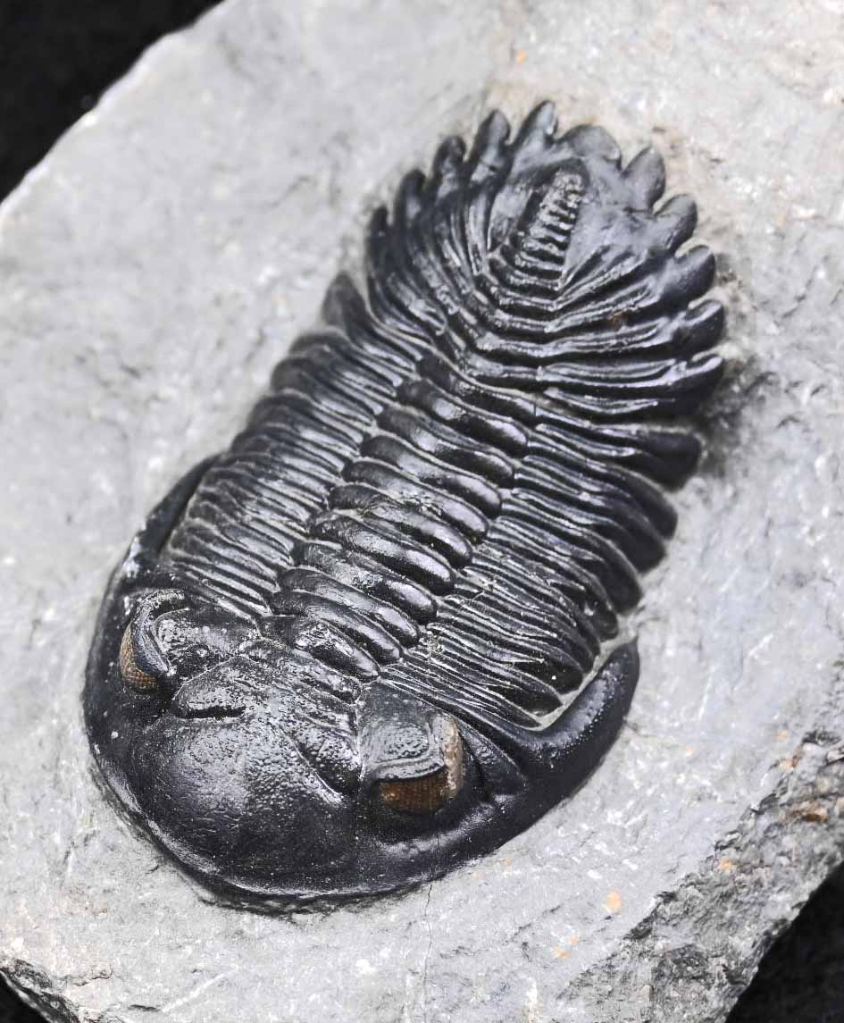 Hollardops mesocristatus