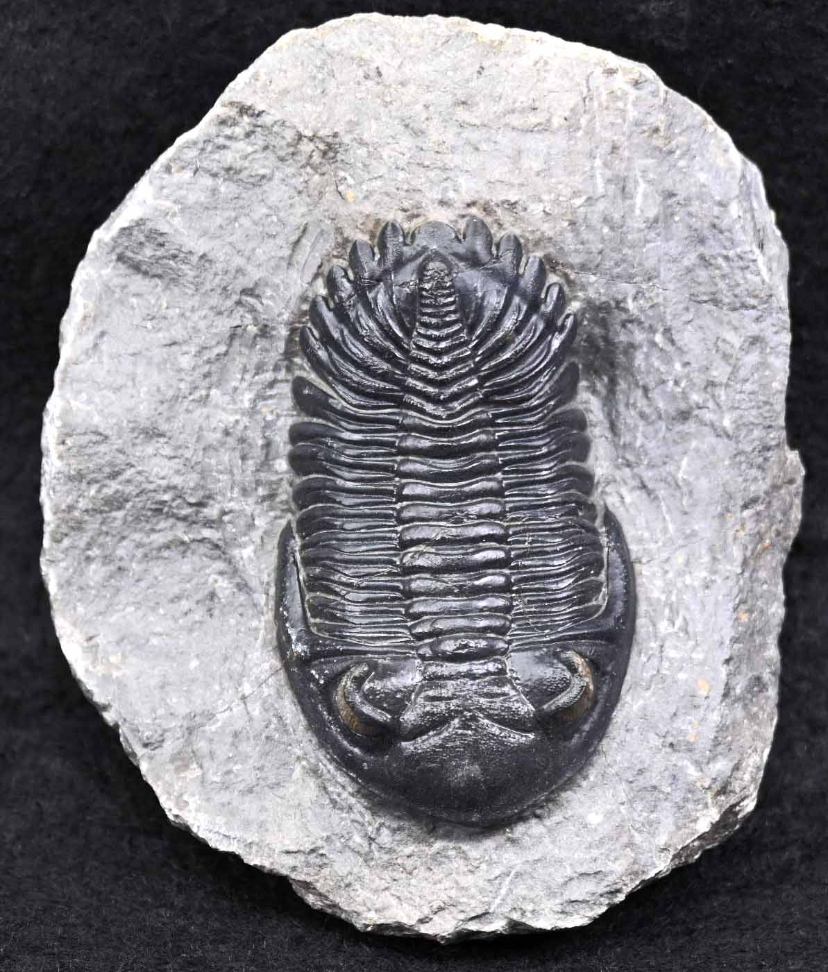 Hollardops mesocristatus
