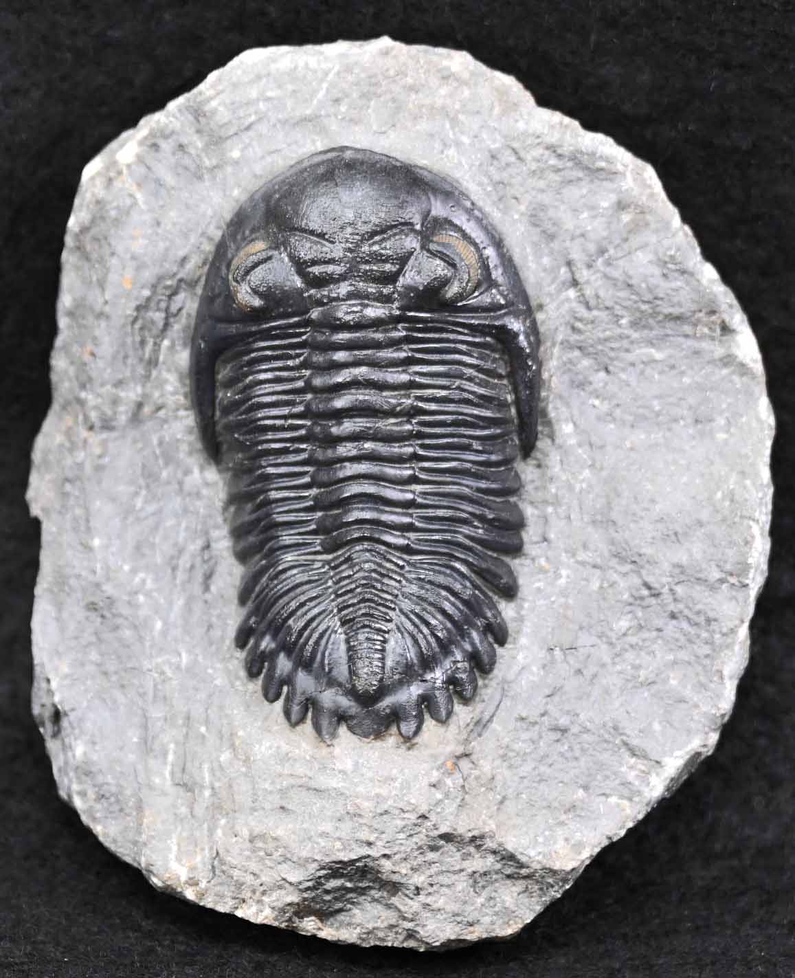 Hollardops mesocristatus