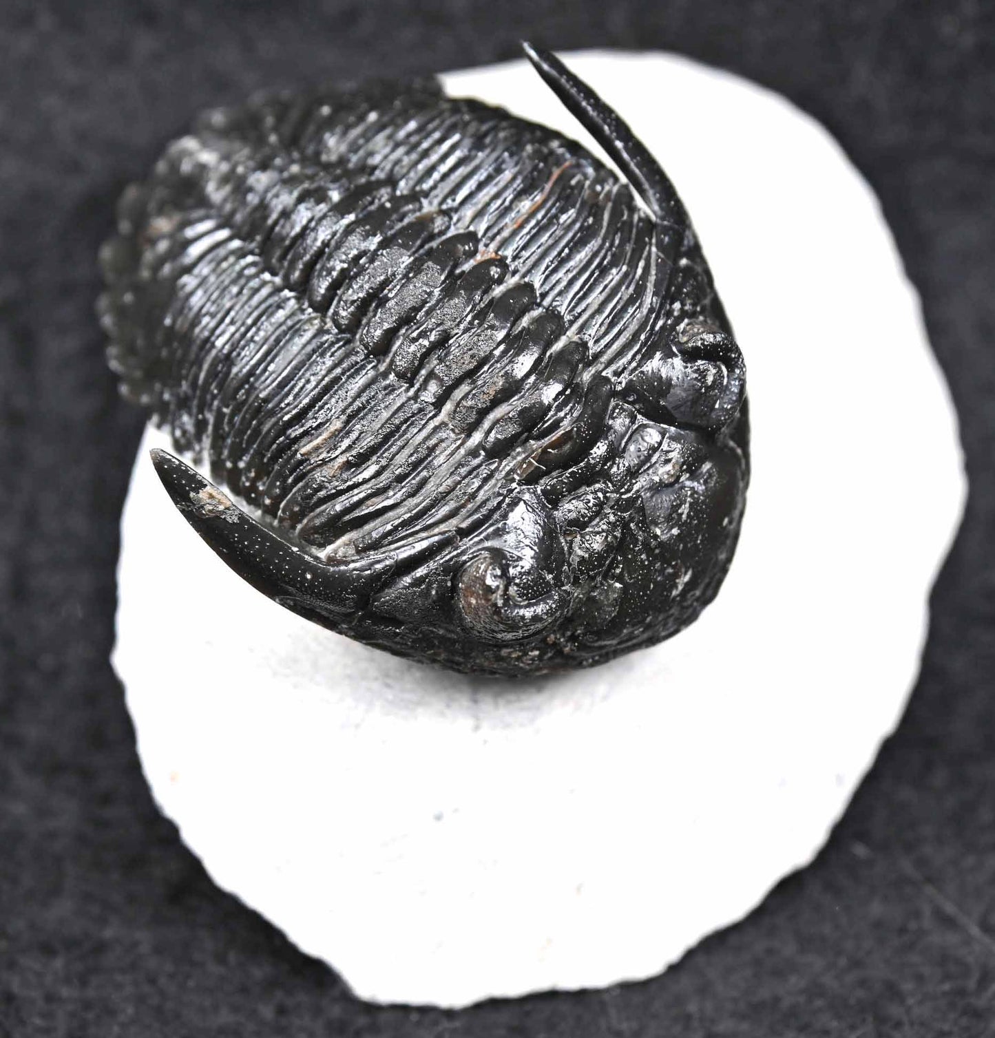 'Flying'Hollardops mesocristatus