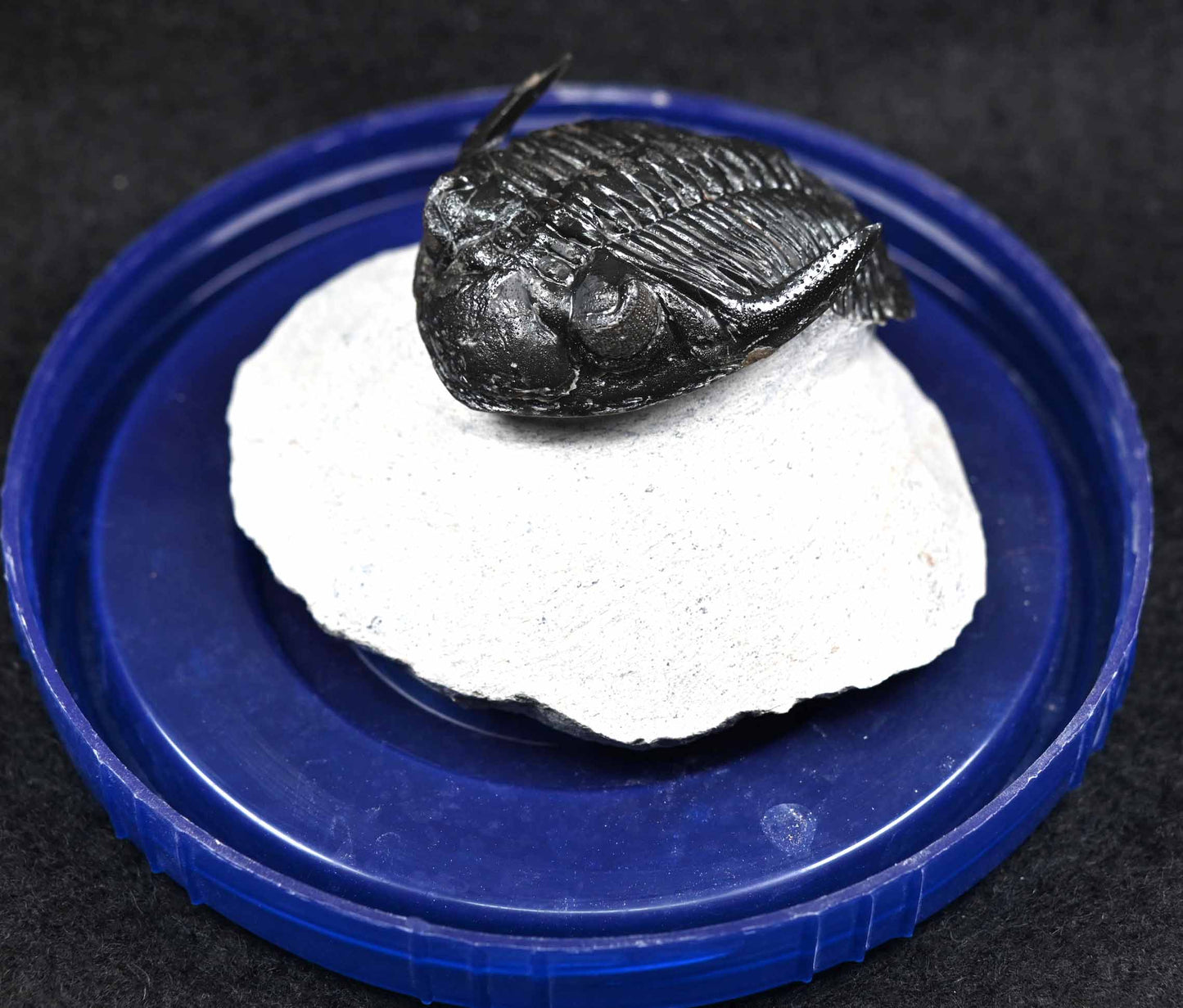 'Flying'Hollardops mesocristatus