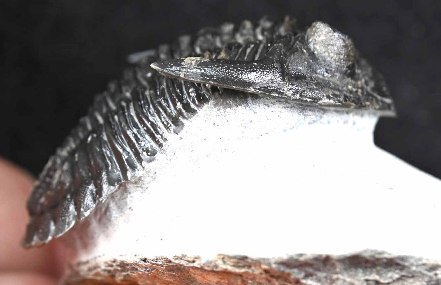 'Flying'Hollardops mesocristatus