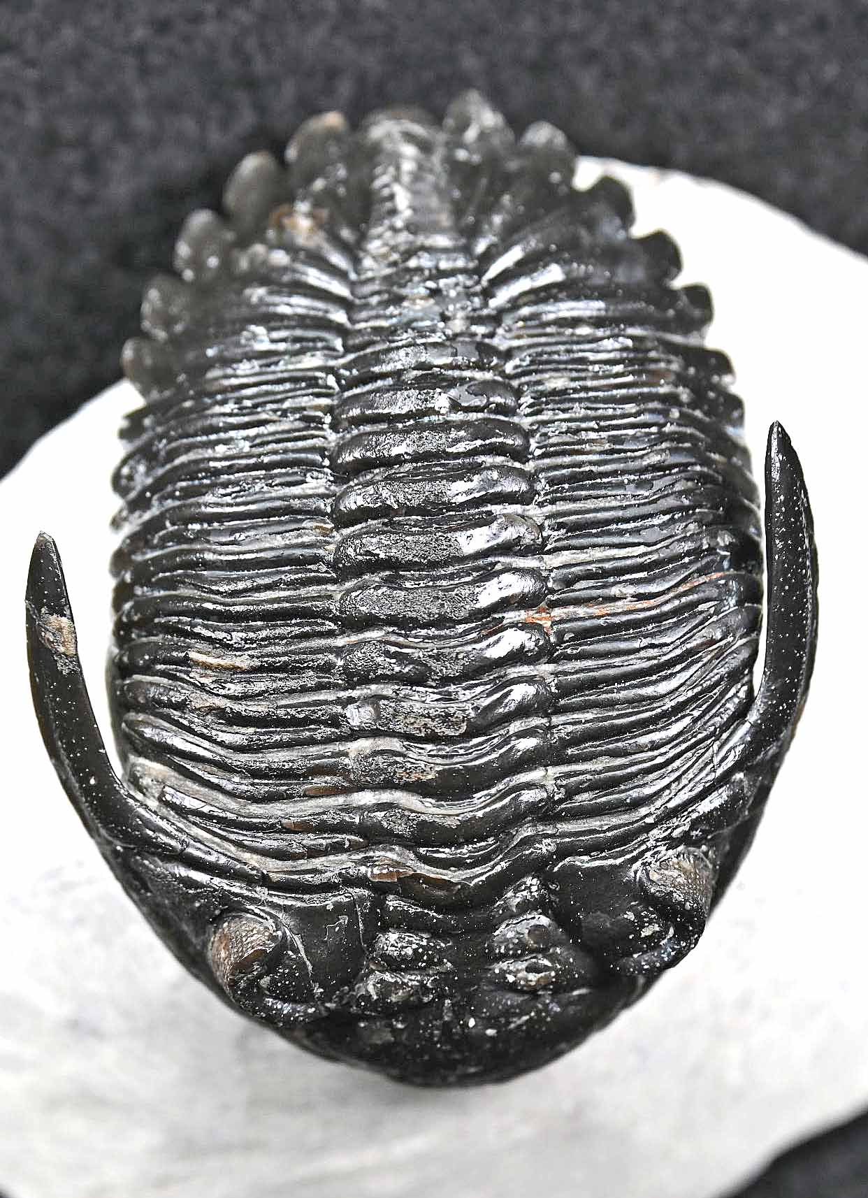 'Flying'Hollardops mesocristatus