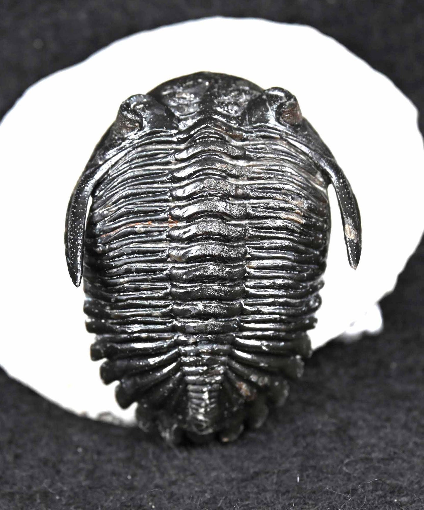 'Flying'Hollardops mesocristatus