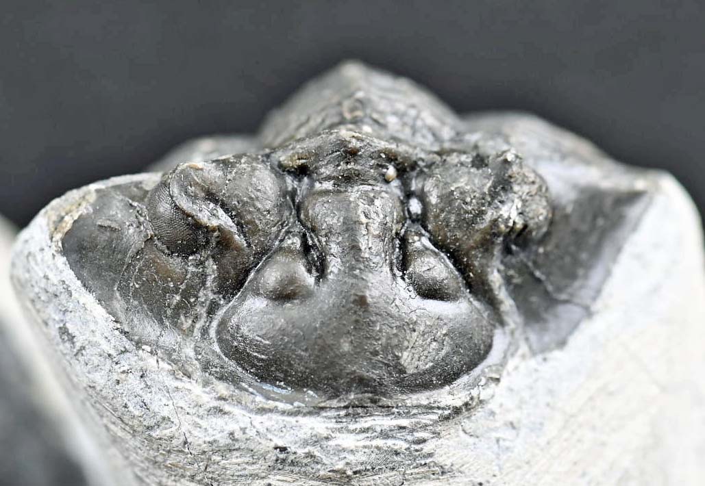 Hollardops mesocristatus  with a Scabriscutellum