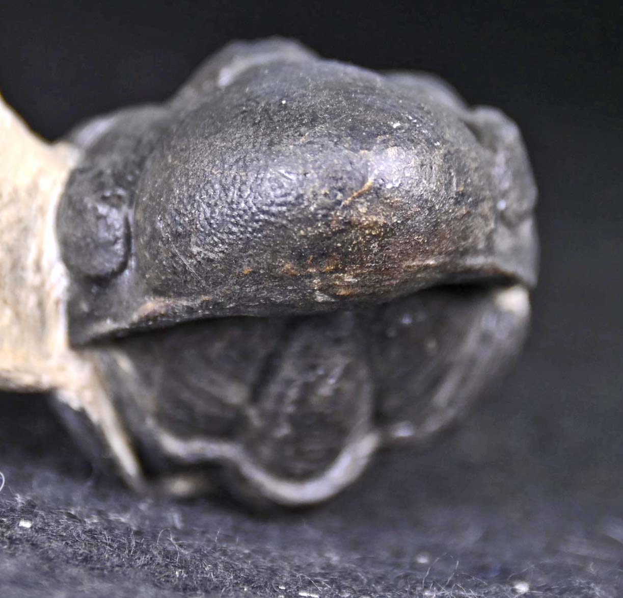 Crotalocephalina/Crotalocephalus gibbus  and Reedops