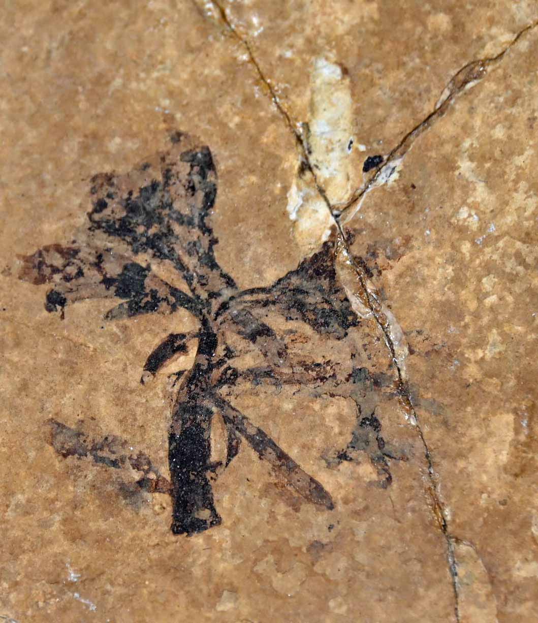 Eocene Flower and Knightia eocaena