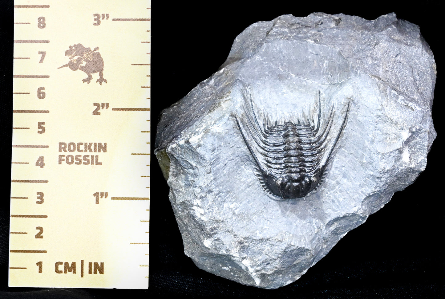 Leonaspis trilobite