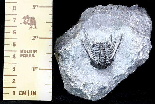 Leonaspis trilobite
