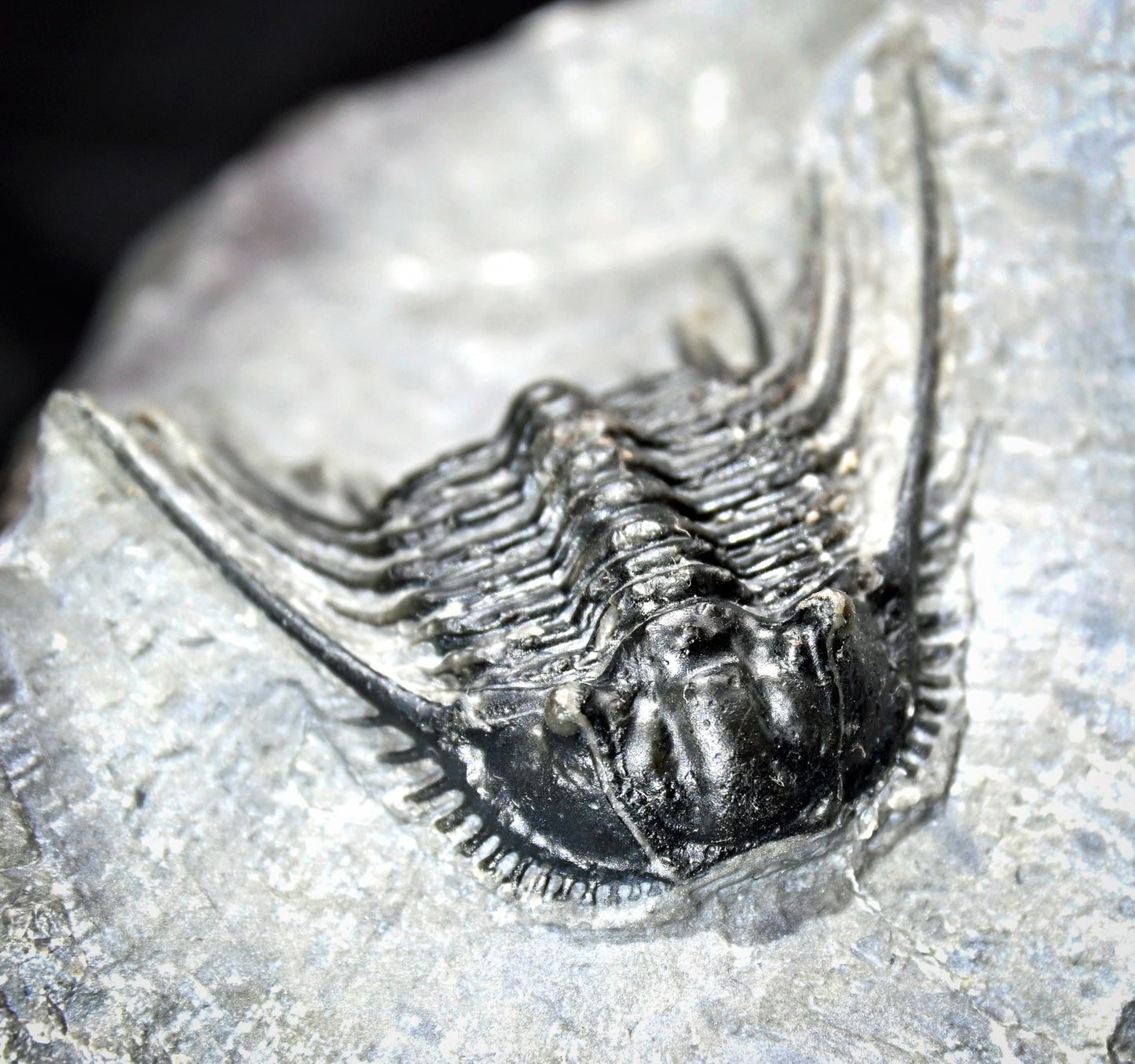 Leonaspis trilobite