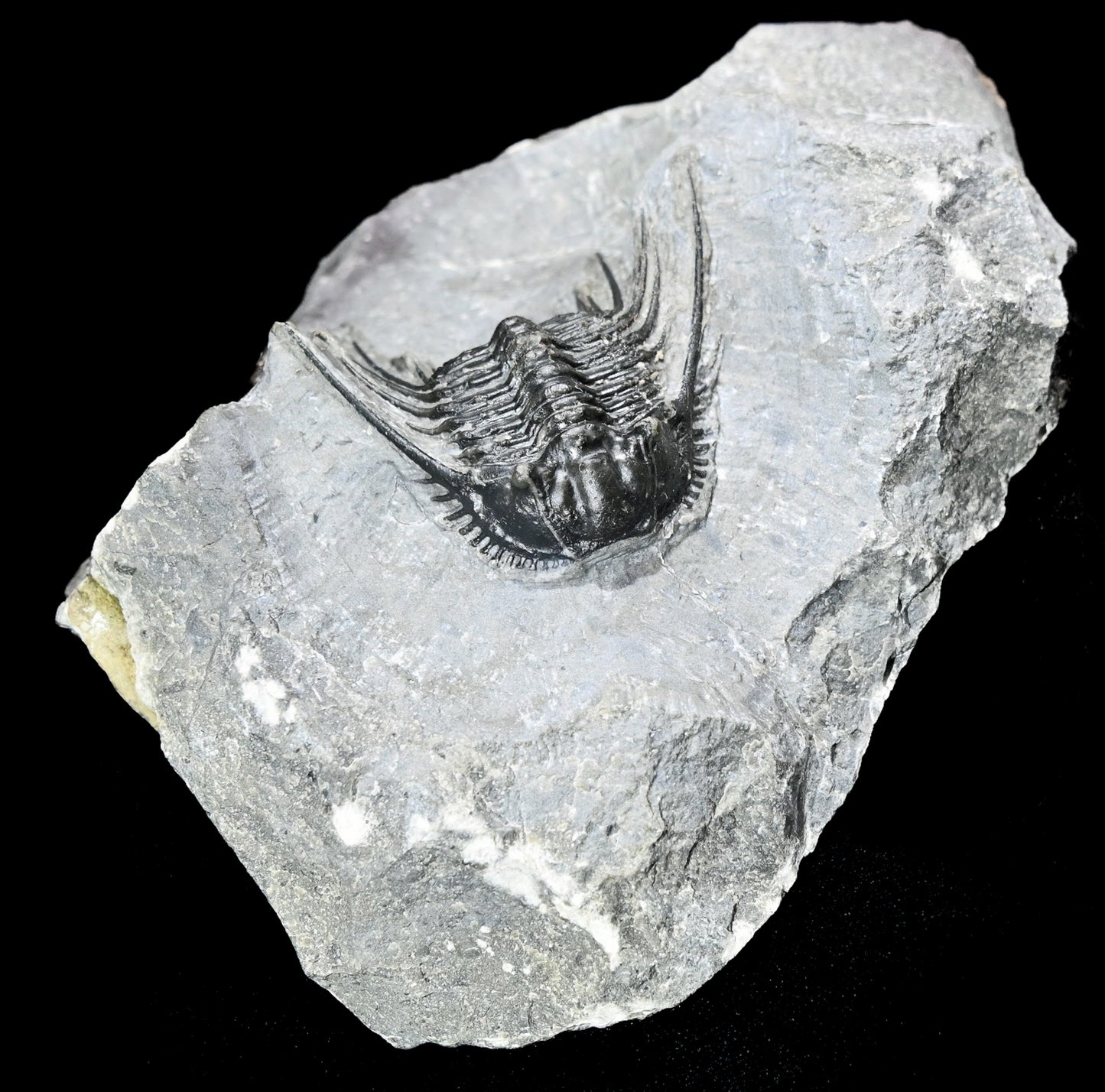 Leonaspis trilobite