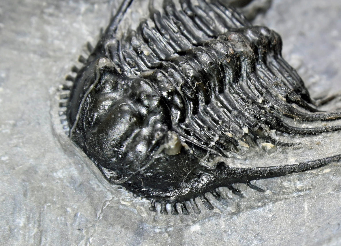 Leonaspis trilobite