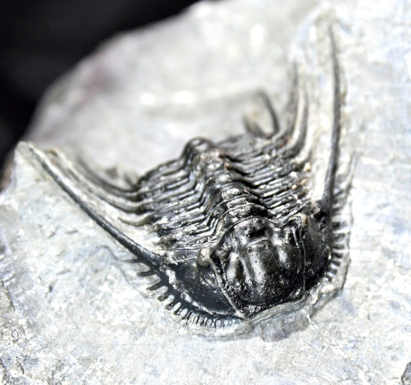 Leonaspis trilobite