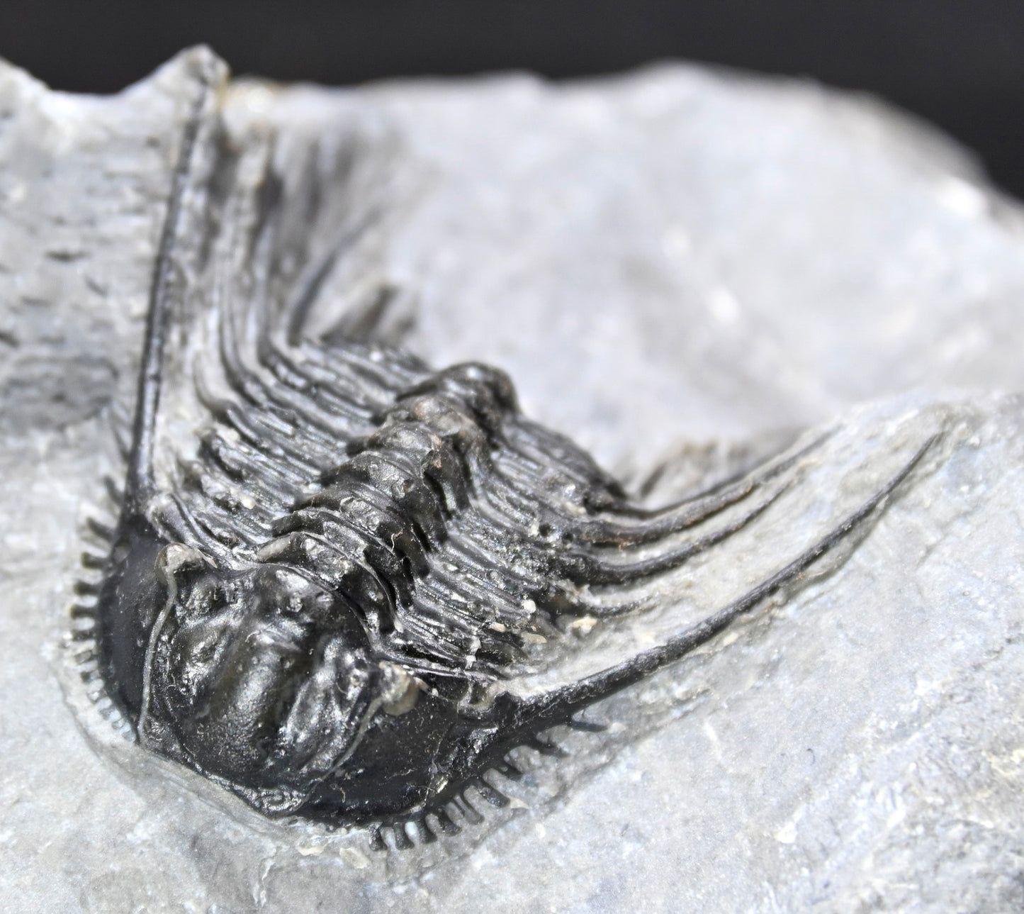 Leonaspis trilobite