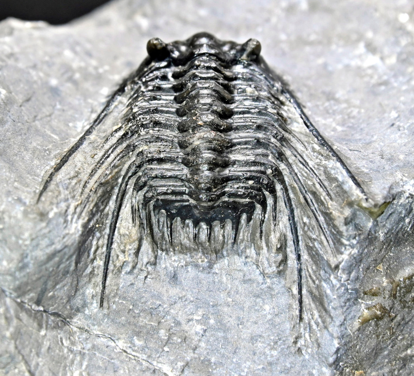 Leonaspis trilobite