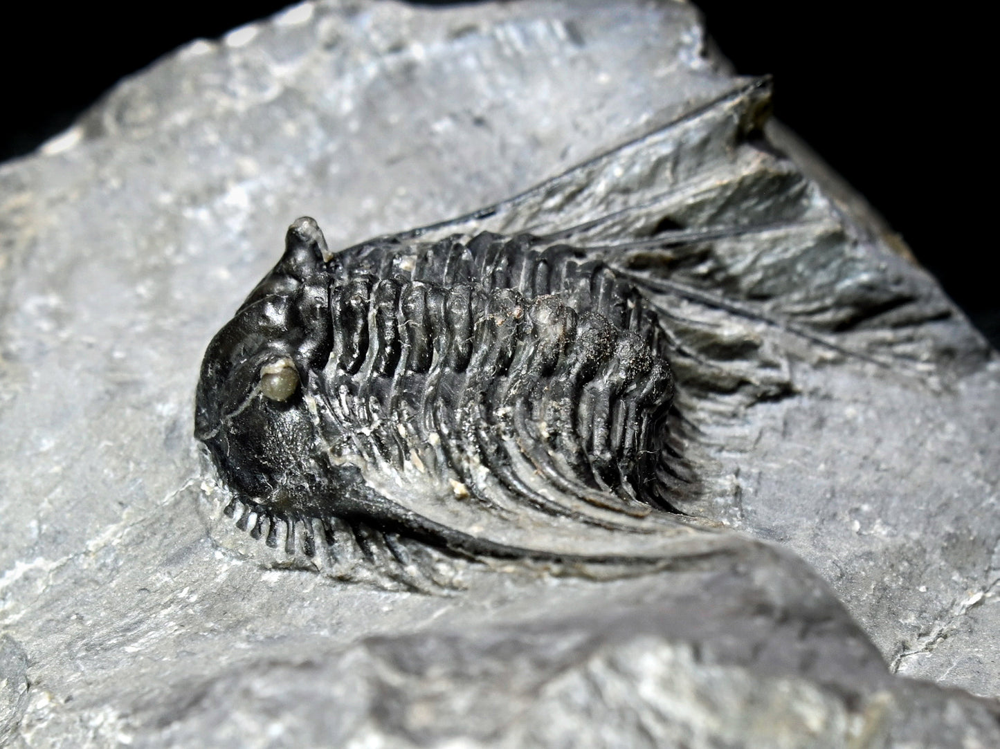 Leonaspis trilobite