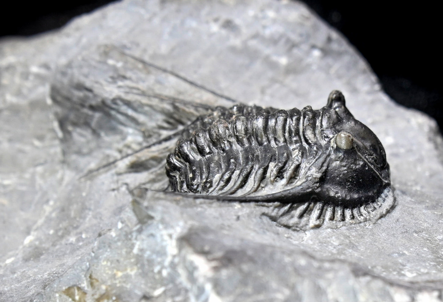 Leonaspis trilobite