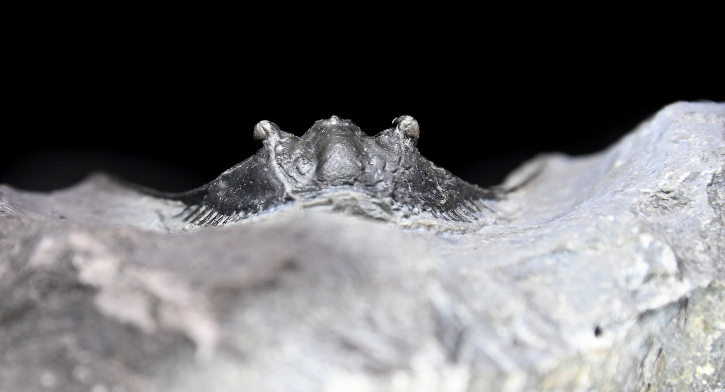 Leonaspis trilobite